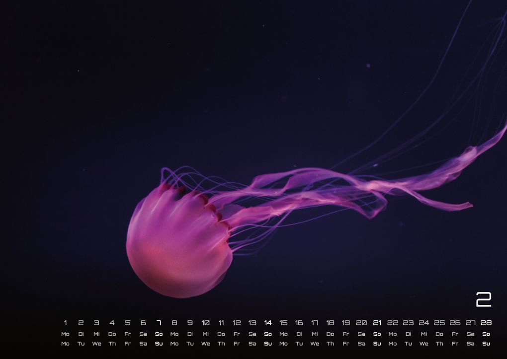 Weitere Ansicht: Sealife - verborgene Tiefen - 2027 - Kalender DIN A2