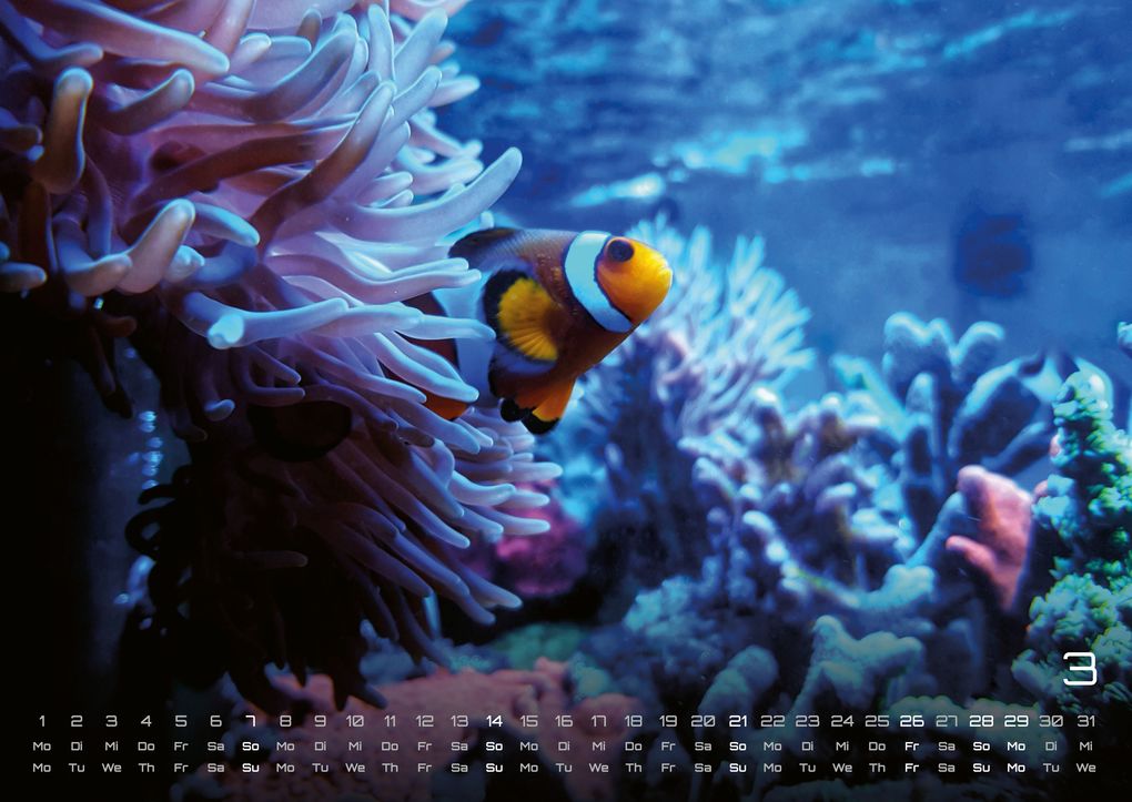 Weitere Ansicht: Sealife - verborgene Tiefen - 2027 - Kalender DIN A2