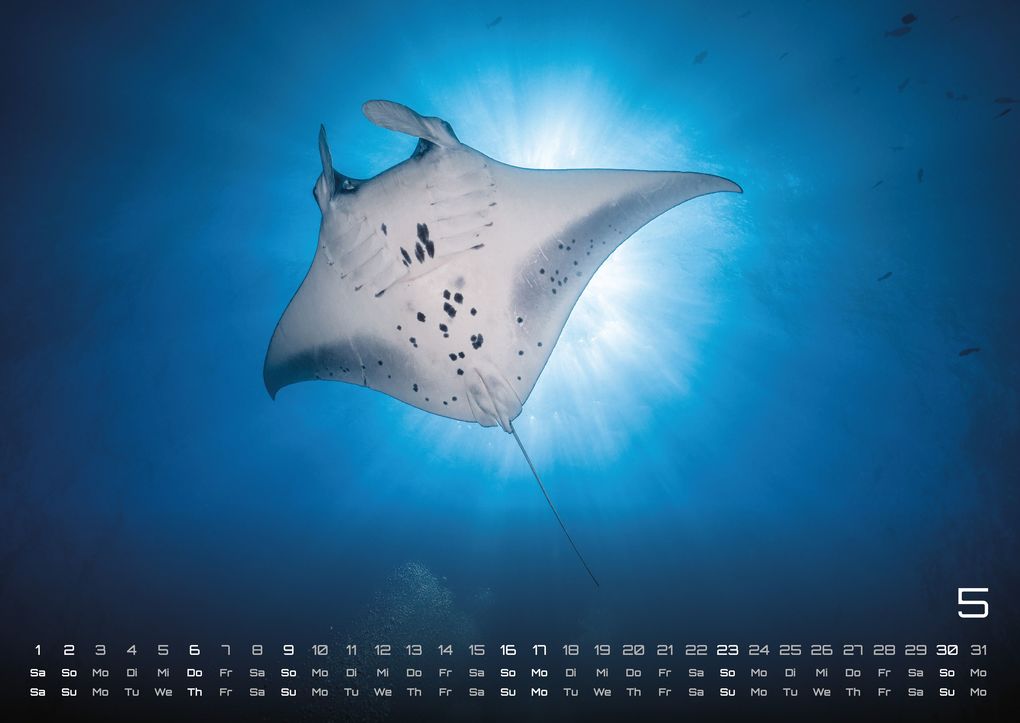 Weitere Ansicht: Sealife - verborgene Tiefen - 2027 - Kalender DIN A2