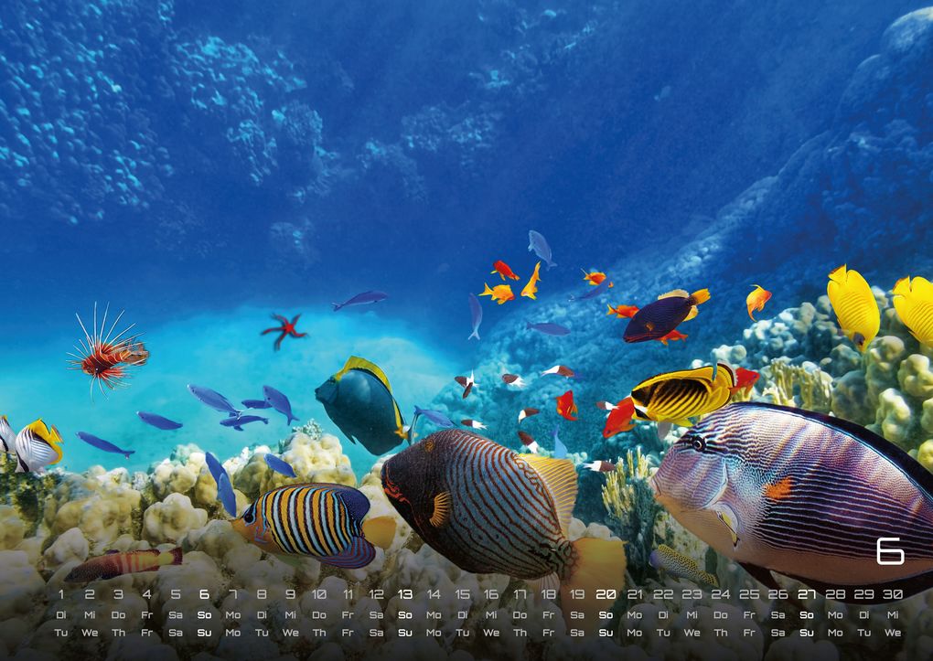 Weitere Ansicht: Sealife - verborgene Tiefen - 2027 - Kalender DIN A2