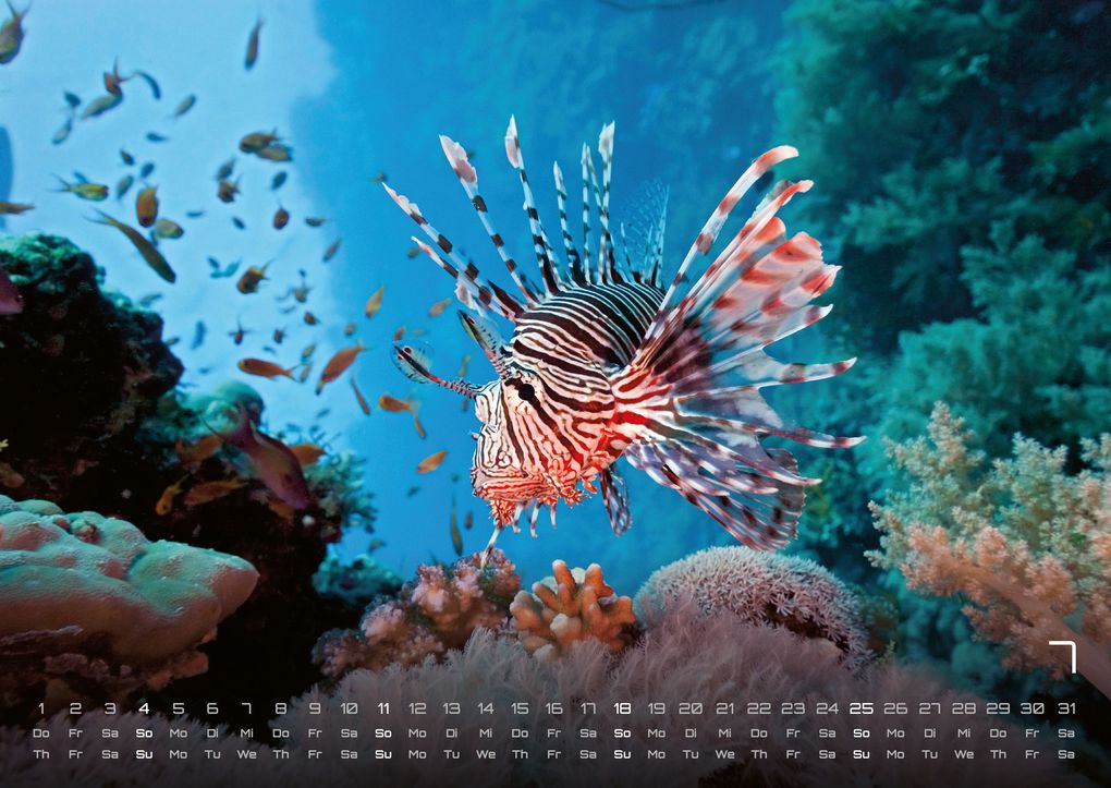 Weitere Ansicht: Sealife - verborgene Tiefen - 2027 - Kalender DIN A2