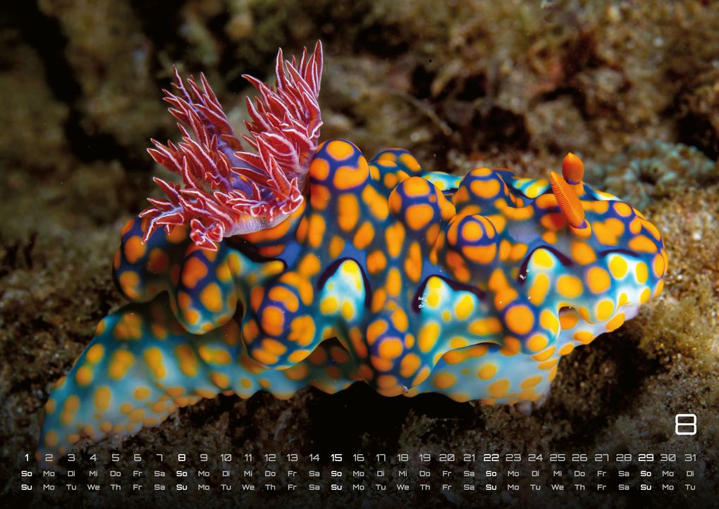 Weitere Ansicht: Sealife - verborgene Tiefen - 2027 - Kalender DIN A2