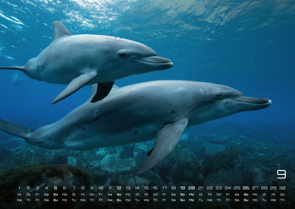 Weitere Ansicht: Sealife - verborgene Tiefen - 2027 - Kalender DIN A2