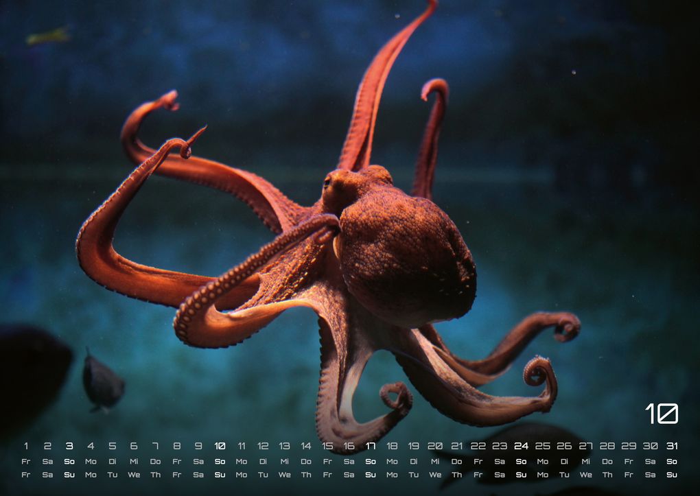 Weitere Ansicht: Sealife - verborgene Tiefen - 2027 - Kalender DIN A2