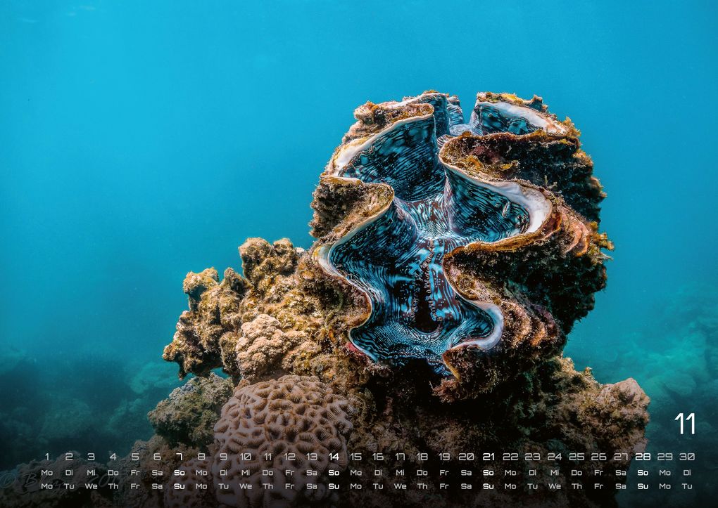 Weitere Ansicht: Sealife - verborgene Tiefen - 2027 - Kalender DIN A2