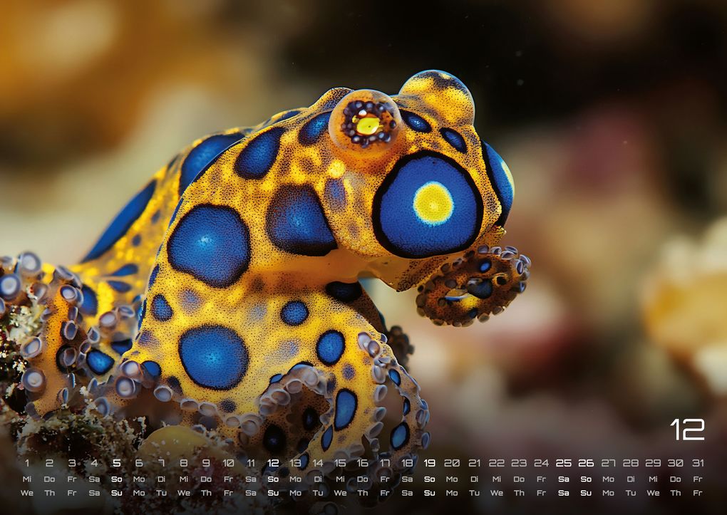 Weitere Ansicht: Sealife - verborgene Tiefen - 2027 - Kalender DIN A2