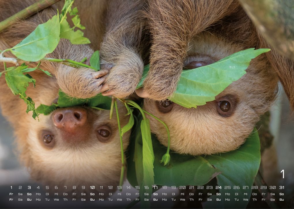 Weitere Ansicht: Faultiere - Chill mal! - 2027 - Kalender DIN A3