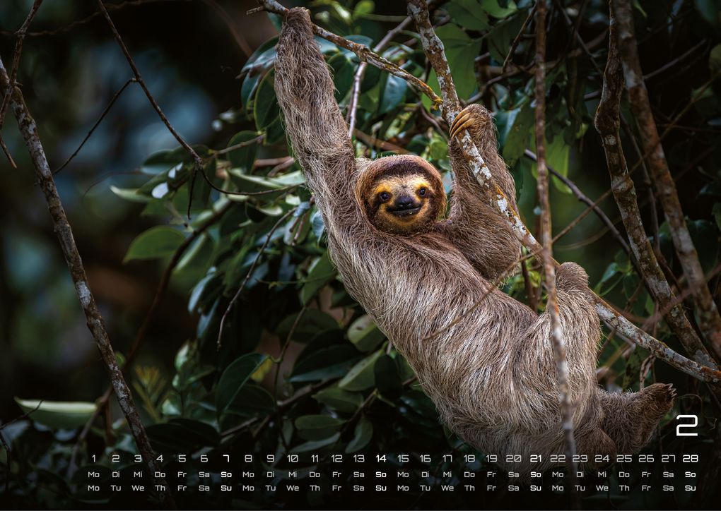 Weitere Ansicht: Faultiere - Chill mal! - 2027 - Kalender DIN A3
