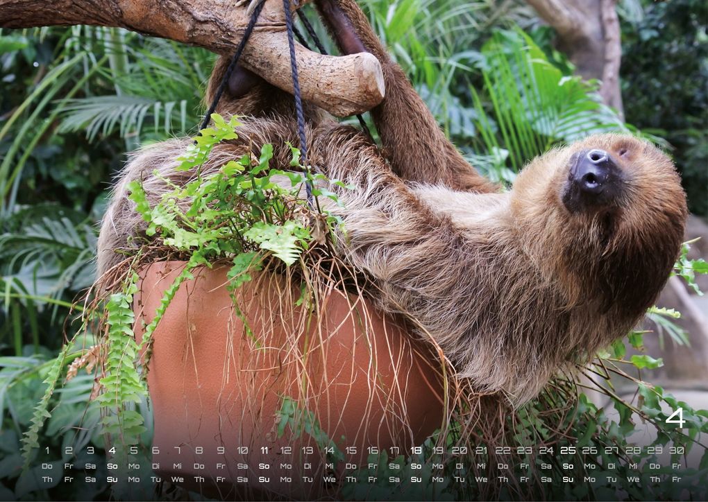 Weitere Ansicht: Faultiere - Chill mal! - 2027 - Kalender DIN A3
