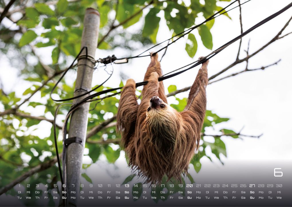 Weitere Ansicht: Faultiere - Chill mal! - 2027 - Kalender DIN A3