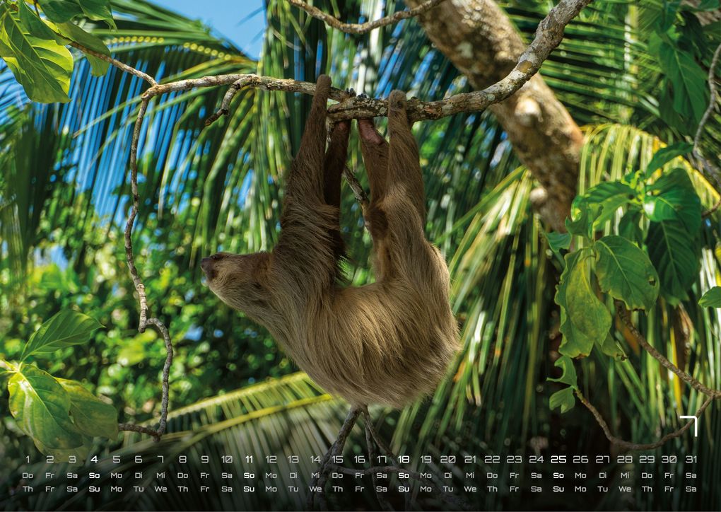 Weitere Ansicht: Faultiere - Chill mal! - 2027 - Kalender DIN A3