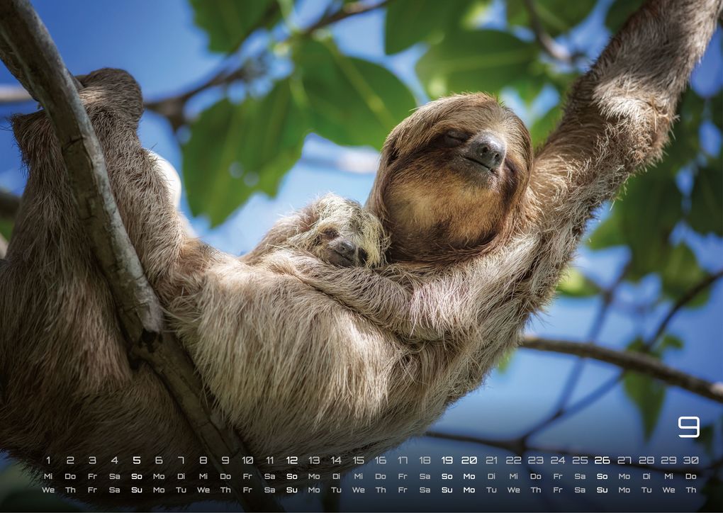 Weitere Ansicht: Faultiere - Chill mal! - 2027 - Kalender DIN A3