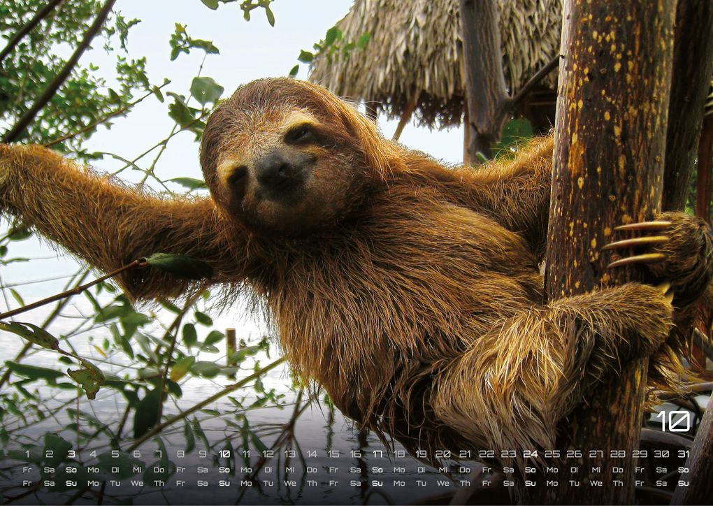 Weitere Ansicht: Faultiere - Chill mal! - 2027 - Kalender DIN A3