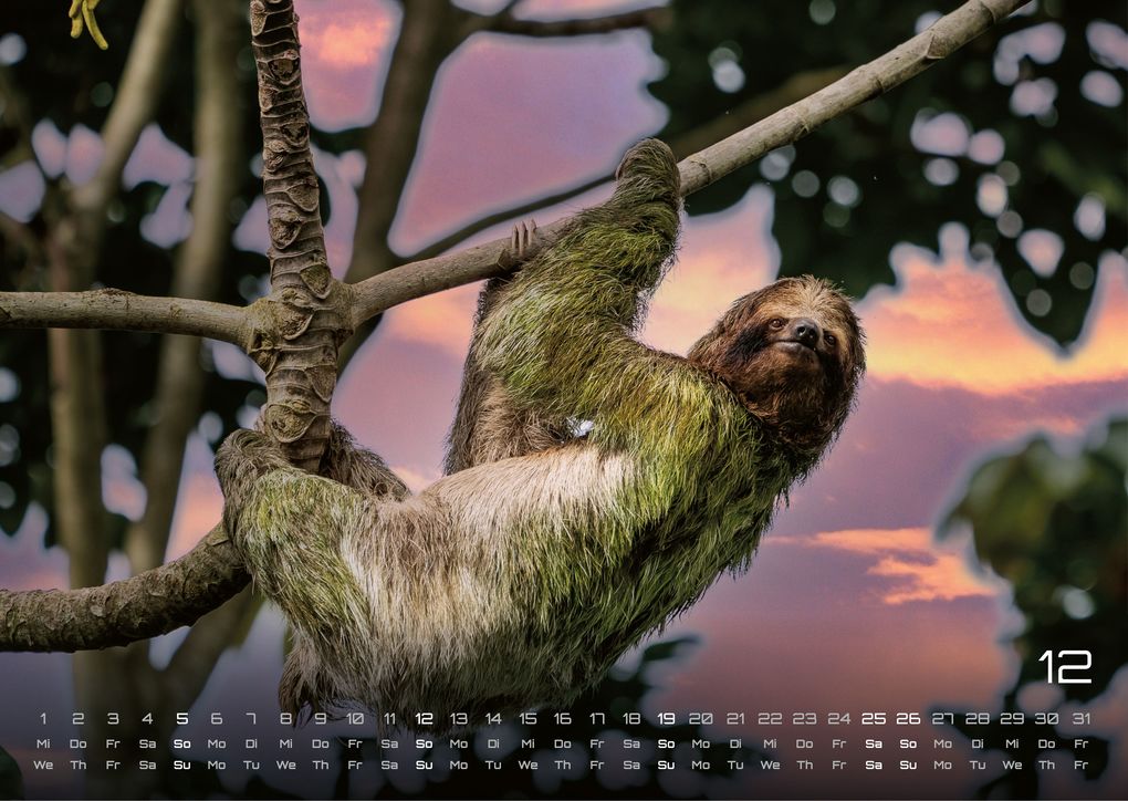 Weitere Ansicht: Faultiere - Chill mal! - 2027 - Kalender DIN A3