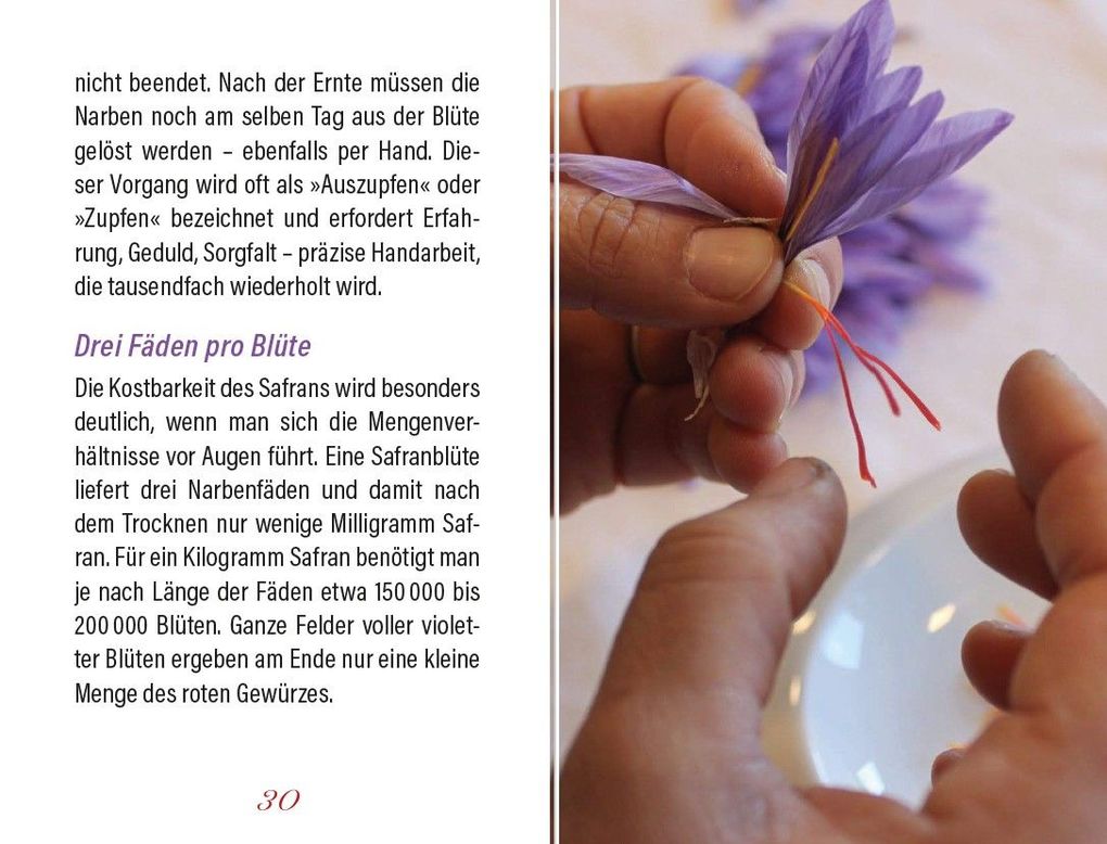Weitere Ansicht: Safran | Harald Alex, Andrea Wagner