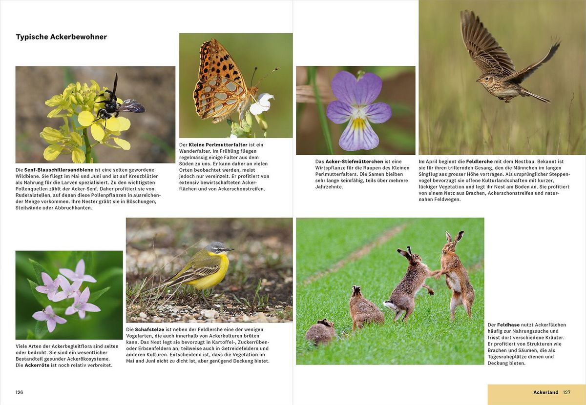 Weitere Ansicht: Praxishandbuch Biodiversität in der Landwirtschaft