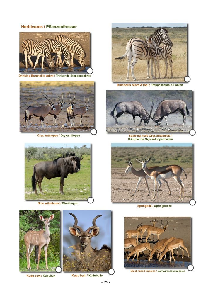 Weitere Ansicht: ETOSHA KARTE mit Fotogalerie