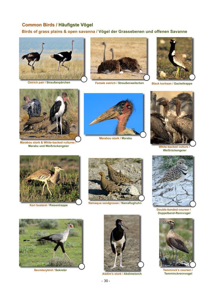 Weitere Ansicht: ETOSHA KARTE mit Fotogalerie