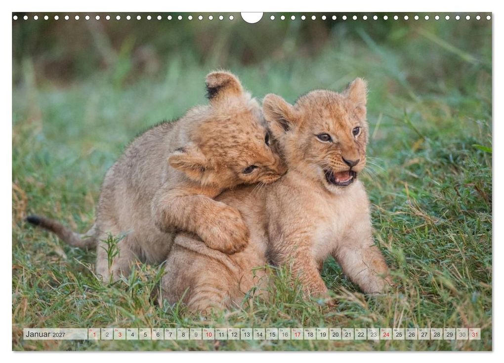 Weitere Ansicht: Emotionale Momente: Liebenswerte Löwenbabys / CH-Version (Wandkalender 2027 DIN A3 quer), CALVENDO Monatskalender | Ingo Gerlach GDT, Calvendo