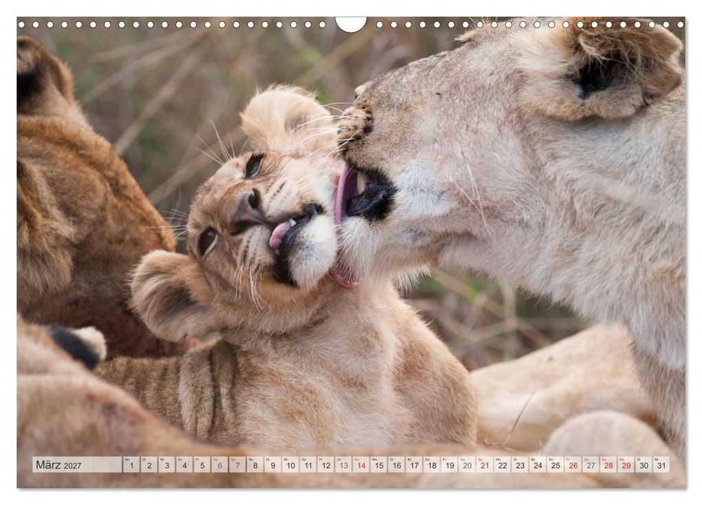 Weitere Ansicht: Emotionale Momente: Liebenswerte Löwenbabys / CH-Version (Wandkalender 2027 DIN A3 quer), CALVENDO Monatskalender | Ingo Gerlach GDT, Calvendo