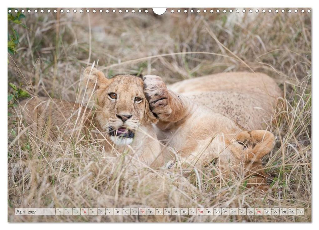 Weitere Ansicht: Emotionale Momente: Liebenswerte Löwenbabys / CH-Version (Wandkalender 2027 DIN A3 quer), CALVENDO Monatskalender | Ingo Gerlach GDT, Calvendo