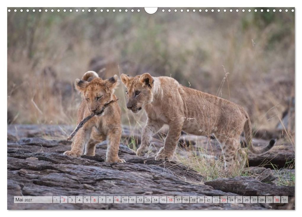Weitere Ansicht: Emotionale Momente: Liebenswerte Löwenbabys / CH-Version (Wandkalender 2027 DIN A3 quer), CALVENDO Monatskalender | Ingo Gerlach GDT, Calvendo