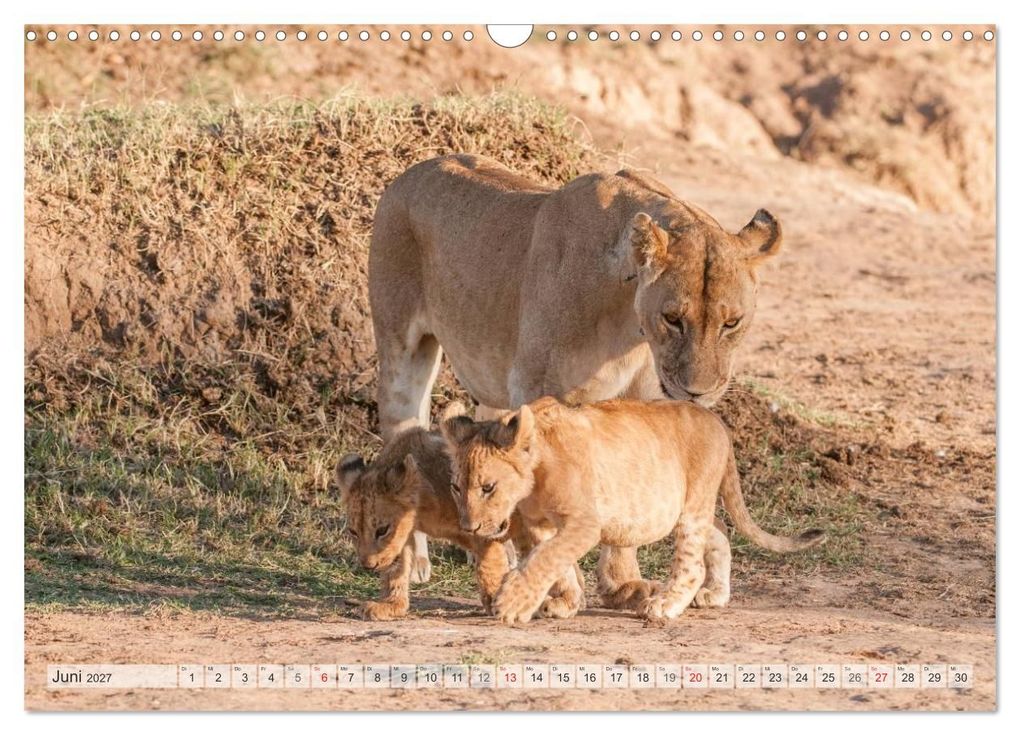 Weitere Ansicht: Emotionale Momente: Liebenswerte Löwenbabys / CH-Version (Wandkalender 2027 DIN A3 quer), CALVENDO Monatskalender | Ingo Gerlach GDT, Calvendo