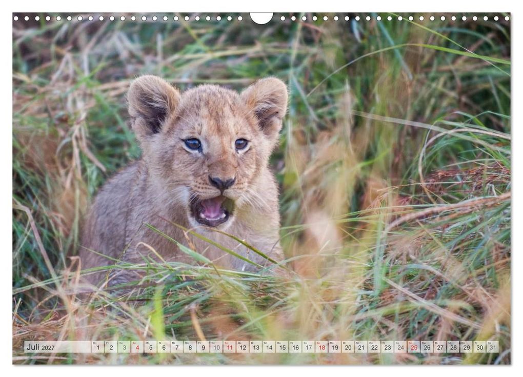Weitere Ansicht: Emotionale Momente: Liebenswerte Löwenbabys / CH-Version (Wandkalender 2027 DIN A3 quer), CALVENDO Monatskalender | Ingo Gerlach GDT, Calvendo