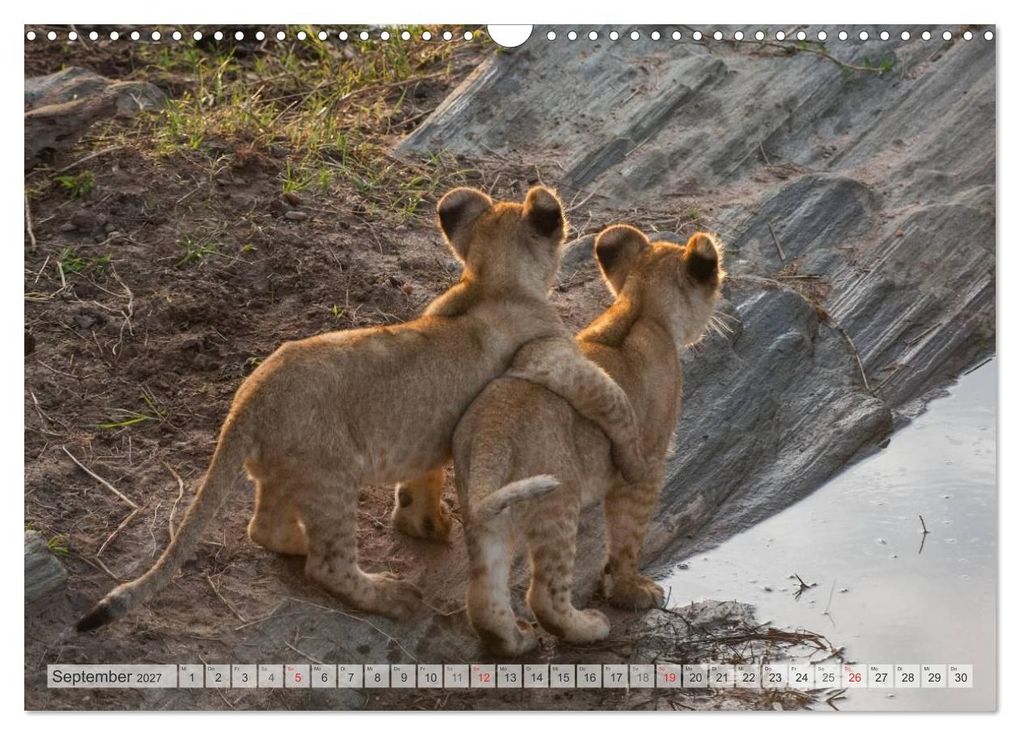 Weitere Ansicht: Emotionale Momente: Liebenswerte Löwenbabys / CH-Version (Wandkalender 2027 DIN A3 quer), CALVENDO Monatskalender | Ingo Gerlach GDT, Calvendo