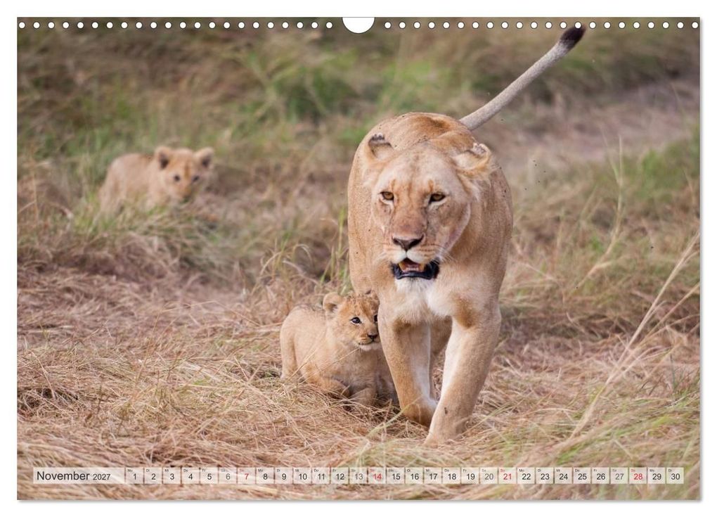 Weitere Ansicht: Emotionale Momente: Liebenswerte Löwenbabys / CH-Version (Wandkalender 2027 DIN A3 quer), CALVENDO Monatskalender | Ingo Gerlach GDT, Calvendo