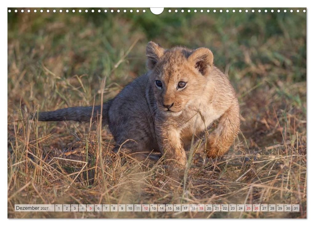 Weitere Ansicht: Emotionale Momente: Liebenswerte Löwenbabys / CH-Version (Wandkalender 2027 DIN A3 quer), CALVENDO Monatskalender | Ingo Gerlach GDT, Calvendo