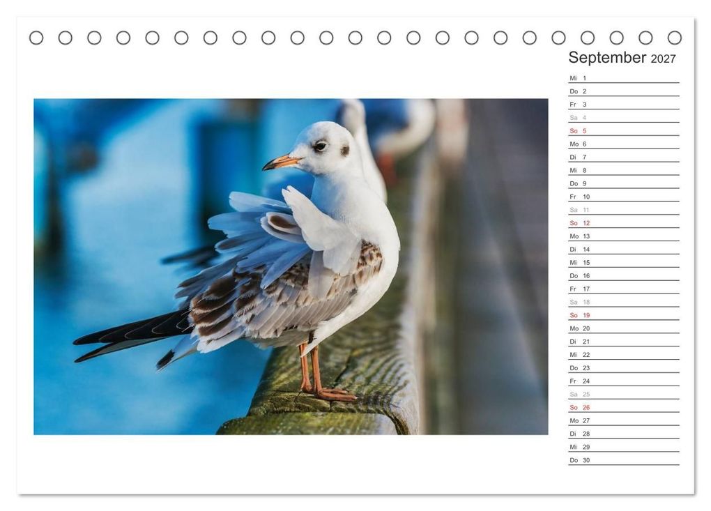 Weitere Ansicht: Zeit für Erholung - Insel Usedom / Geburtstagskalender (Tischkalender 2027 DIN A5 quer), CALVENDO Monatskalender | Gunter Kirsch, Calvendo