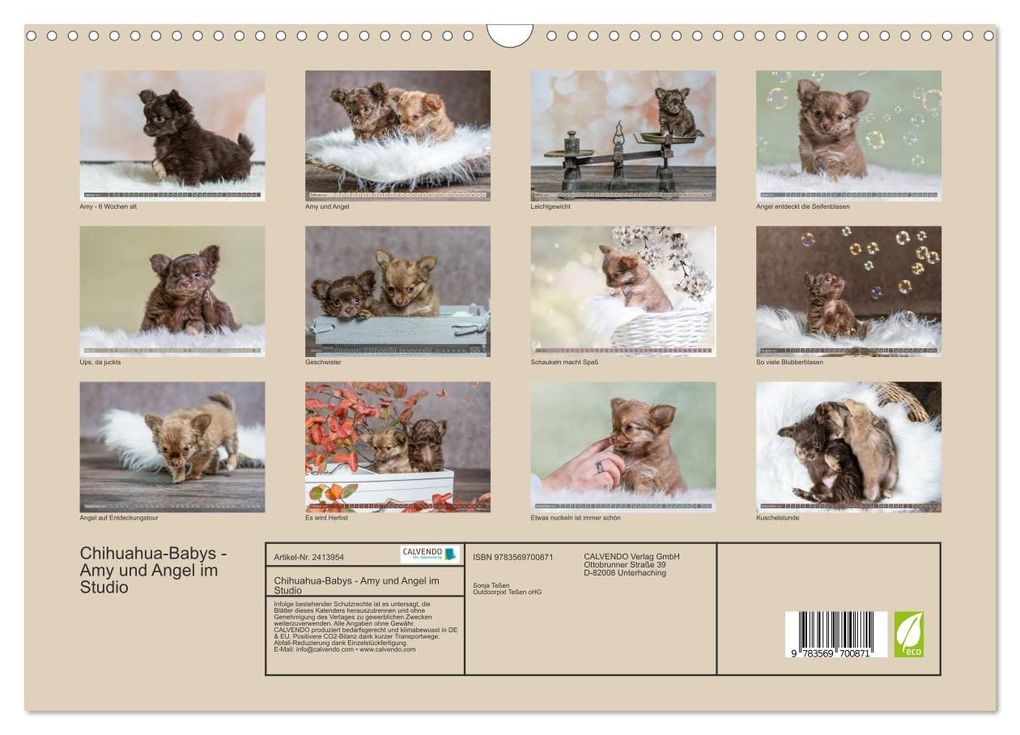 Weitere Ansicht: Chihuahua-Babys - Amy und Angel im Studio (Wandkalender 2027 DIN A3 quer), CALVENDO Monatskalender | Sonja Teßen, Calvendo