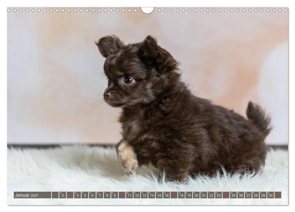 Weitere Ansicht: Chihuahua-Babys - Amy und Angel im Studio (Wandkalender 2027 DIN A3 quer), CALVENDO Monatskalender | Sonja Teßen, Calvendo