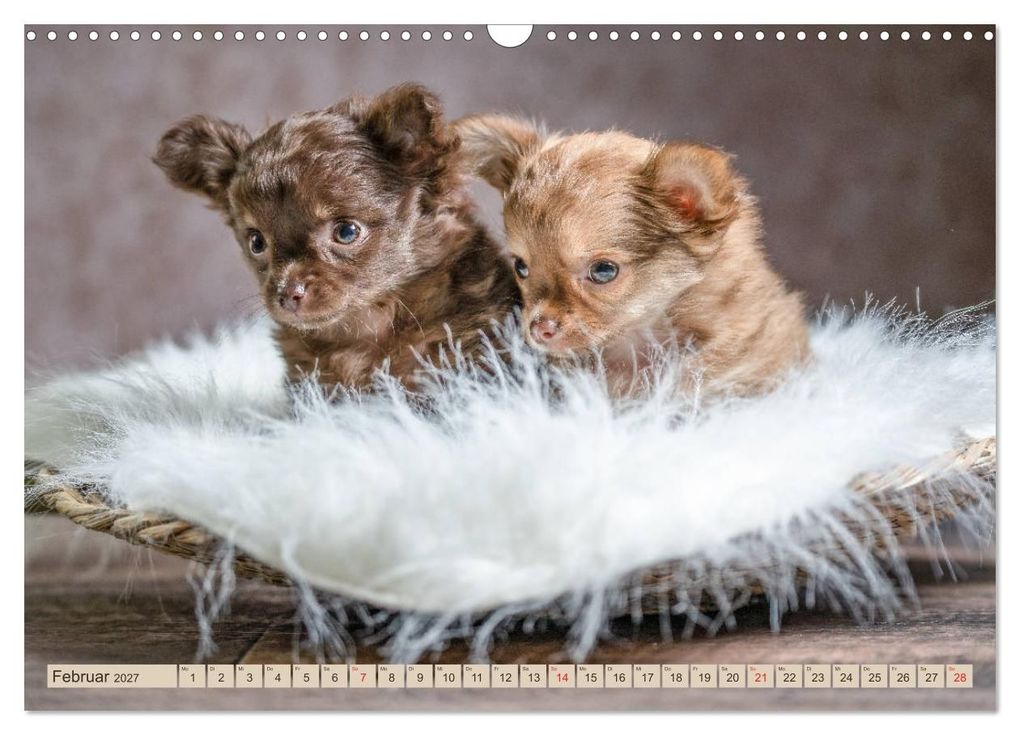 Weitere Ansicht: Chihuahua-Babys - Amy und Angel im Studio (Wandkalender 2027 DIN A3 quer), CALVENDO Monatskalender | Sonja Teßen, Calvendo