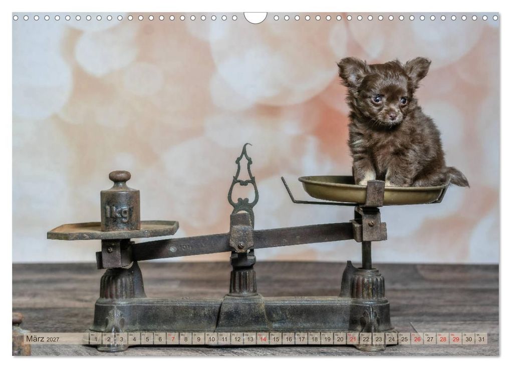 Weitere Ansicht: Chihuahua-Babys - Amy und Angel im Studio (Wandkalender 2027 DIN A3 quer), CALVENDO Monatskalender | Sonja Teßen, Calvendo