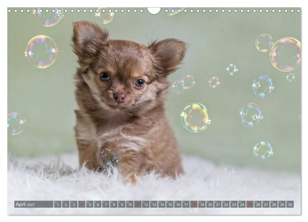 Weitere Ansicht: Chihuahua-Babys - Amy und Angel im Studio (Wandkalender 2027 DIN A3 quer), CALVENDO Monatskalender | Sonja Teßen, Calvendo