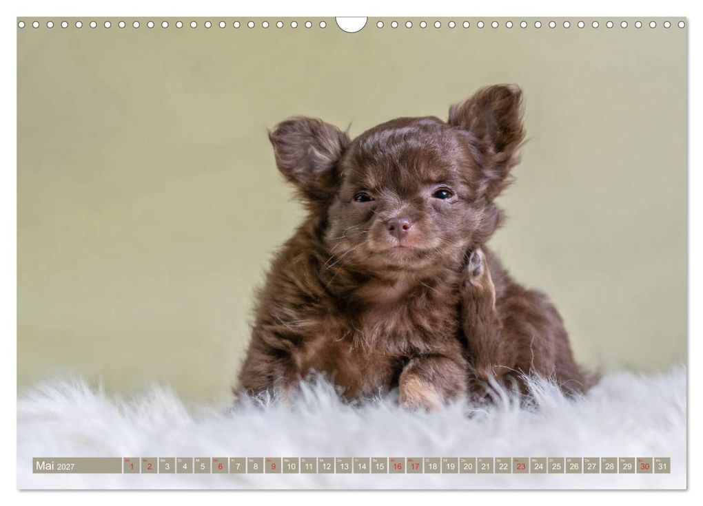 Weitere Ansicht: Chihuahua-Babys - Amy und Angel im Studio (Wandkalender 2027 DIN A3 quer), CALVENDO Monatskalender | Sonja Teßen, Calvendo