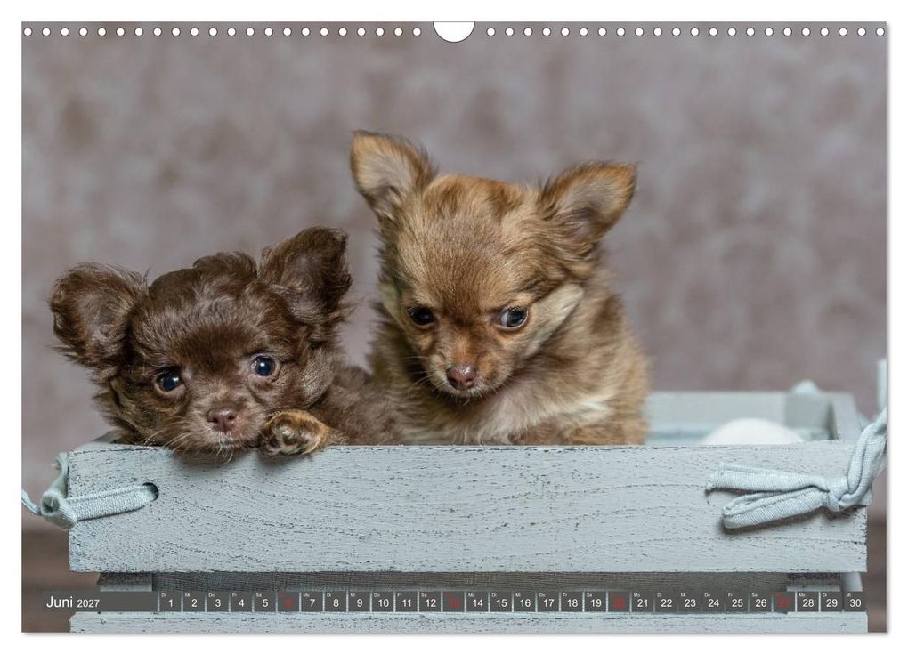 Weitere Ansicht: Chihuahua-Babys - Amy und Angel im Studio (Wandkalender 2027 DIN A3 quer), CALVENDO Monatskalender | Sonja Teßen, Calvendo