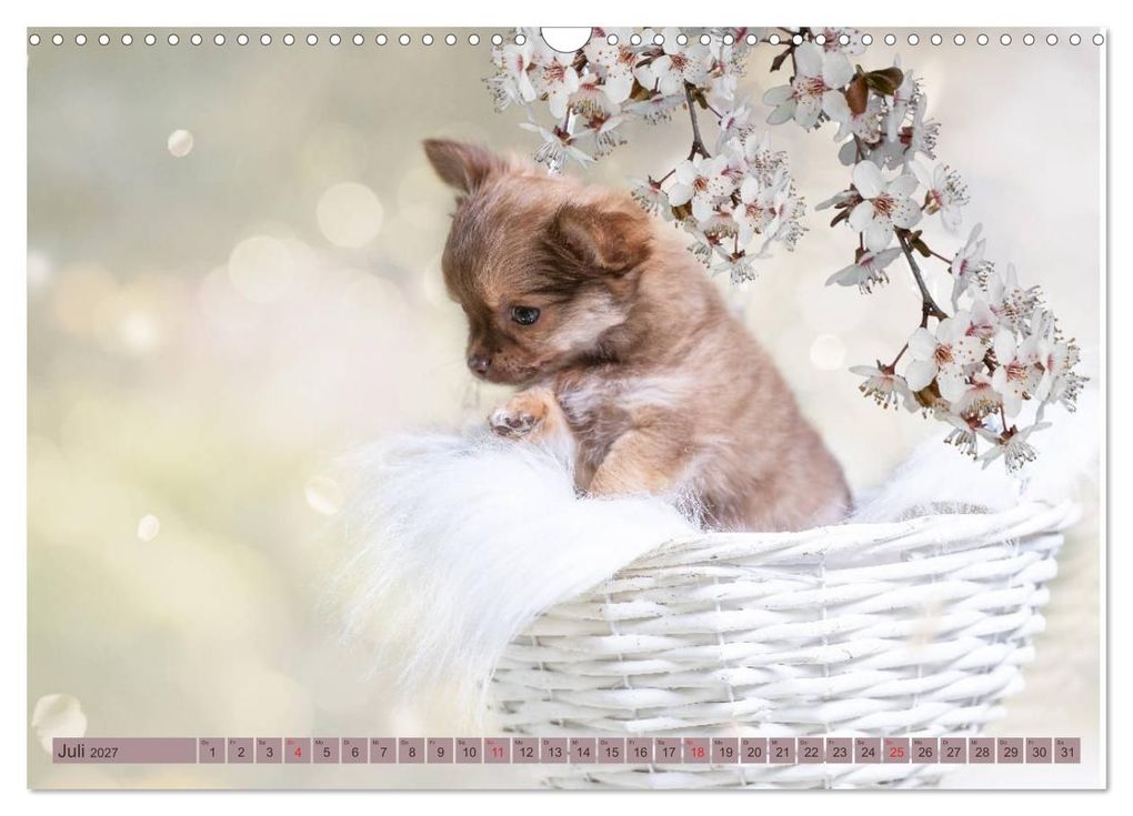 Weitere Ansicht: Chihuahua-Babys - Amy und Angel im Studio (Wandkalender 2027 DIN A3 quer), CALVENDO Monatskalender | Sonja Teßen, Calvendo
