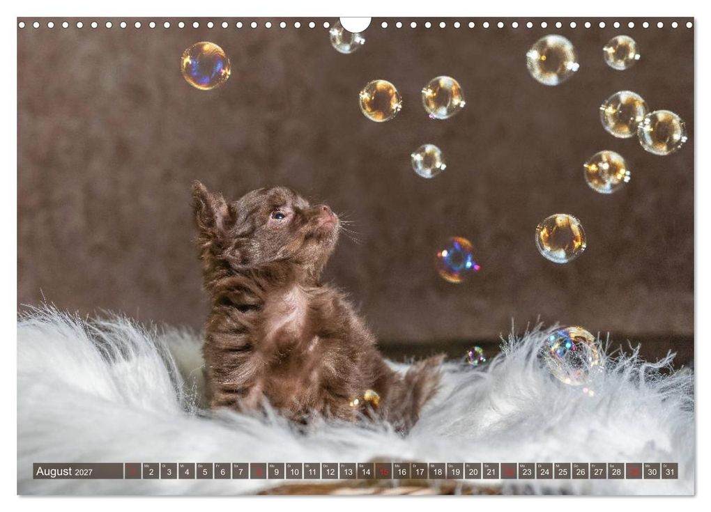 Weitere Ansicht: Chihuahua-Babys - Amy und Angel im Studio (Wandkalender 2027 DIN A3 quer), CALVENDO Monatskalender | Sonja Teßen, Calvendo
