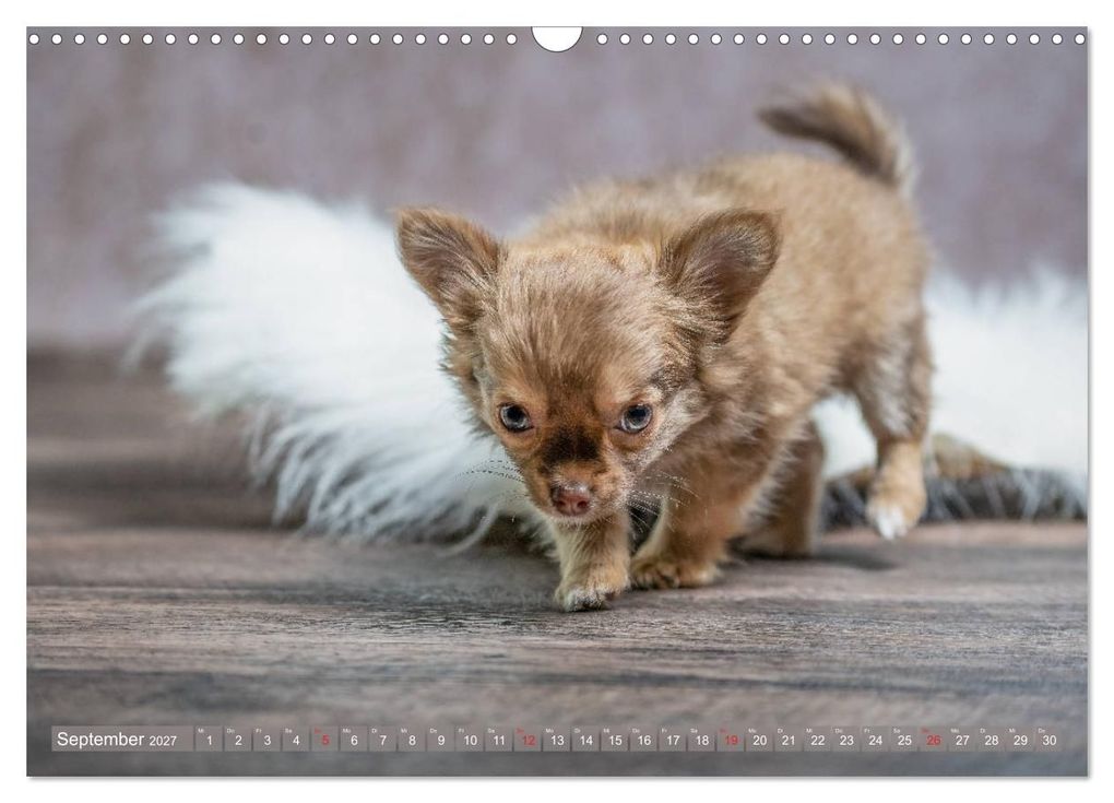 Weitere Ansicht: Chihuahua-Babys - Amy und Angel im Studio (Wandkalender 2027 DIN A3 quer), CALVENDO Monatskalender | Sonja Teßen, Calvendo
