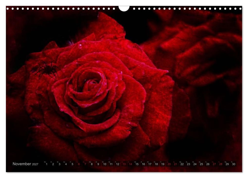 Weitere Ansicht: Gothic Rose - Rosen aus dem Garten der Finsternis (Wandkalender 2027 DIN A3 quer), CALVENDO Monatskalender | Martina Cross, Calvendo