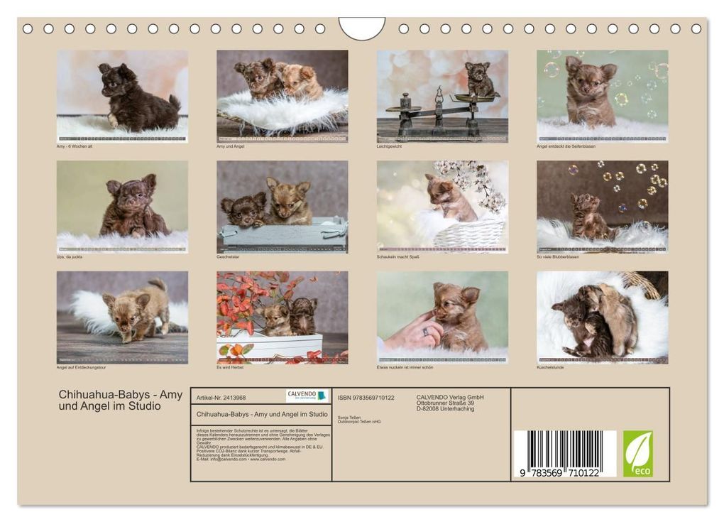 Weitere Ansicht: Chihuahua-Babys - Amy und Angel im Studio (Wandkalender 2027 DIN A4 quer), CALVENDO Monatskalender | Sonja Teßen, Calvendo