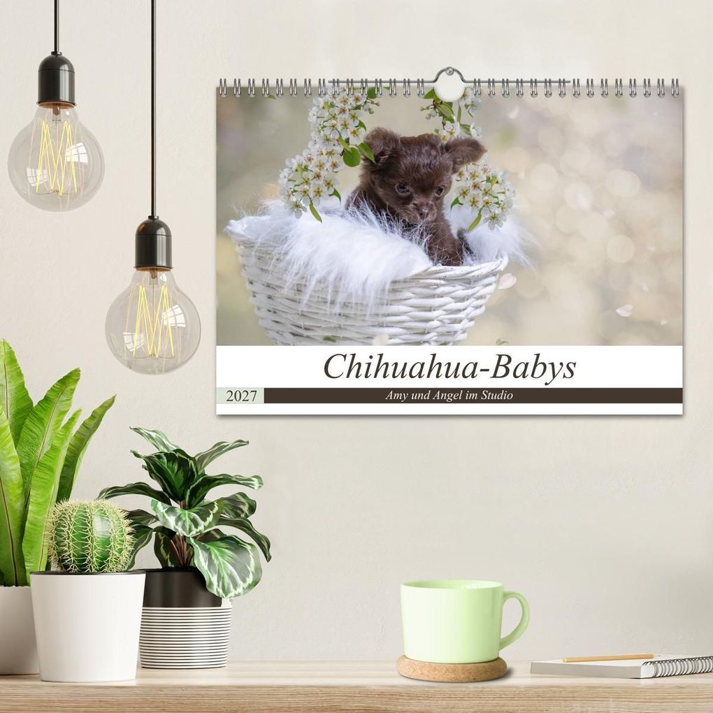 Weitere Ansicht: Chihuahua-Babys - Amy und Angel im Studio (Wandkalender 2027 DIN A4 quer), CALVENDO Monatskalender | Sonja Teßen, Calvendo