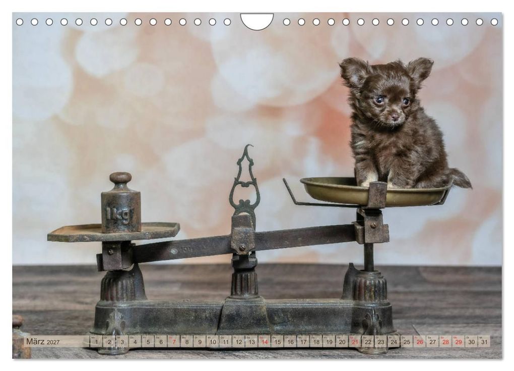 Weitere Ansicht: Chihuahua-Babys - Amy und Angel im Studio (Wandkalender 2027 DIN A4 quer), CALVENDO Monatskalender | Sonja Teßen, Calvendo