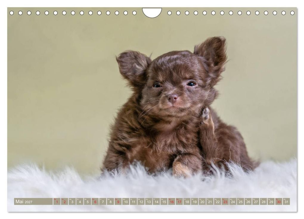 Weitere Ansicht: Chihuahua-Babys - Amy und Angel im Studio (Wandkalender 2027 DIN A4 quer), CALVENDO Monatskalender | Sonja Teßen, Calvendo