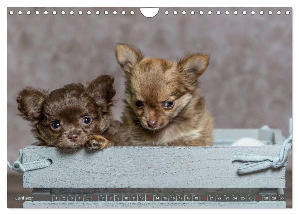 Weitere Ansicht: Chihuahua-Babys - Amy und Angel im Studio (Wandkalender 2027 DIN A4 quer), CALVENDO Monatskalender | Sonja Teßen, Calvendo