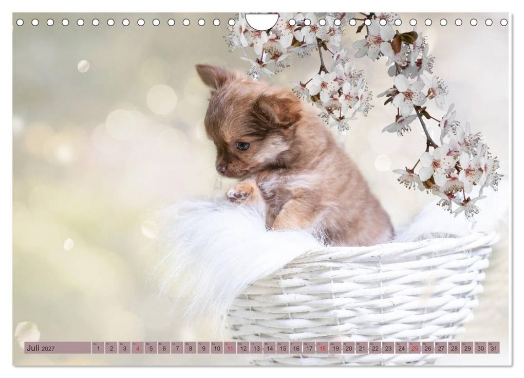 Weitere Ansicht: Chihuahua-Babys - Amy und Angel im Studio (Wandkalender 2027 DIN A4 quer), CALVENDO Monatskalender | Sonja Teßen, Calvendo
