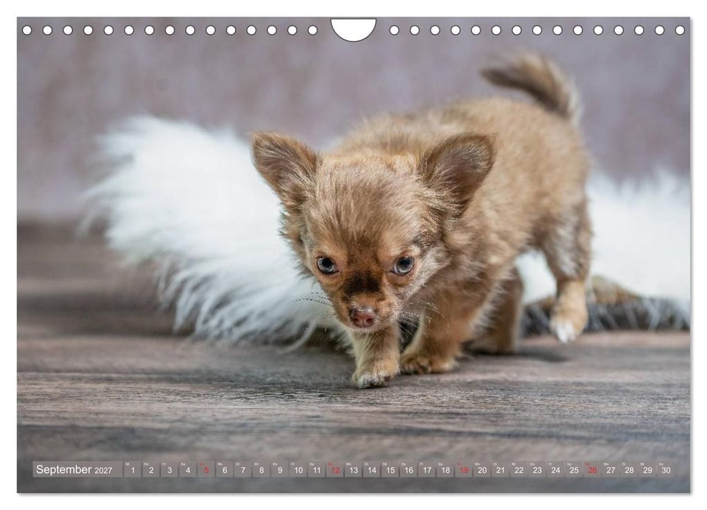 Weitere Ansicht: Chihuahua-Babys - Amy und Angel im Studio (Wandkalender 2027 DIN A4 quer), CALVENDO Monatskalender | Sonja Teßen, Calvendo